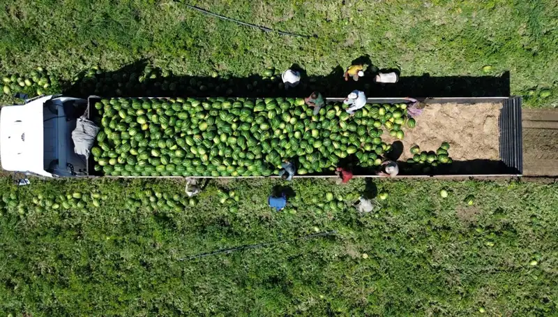 Bafra Ovası'ndan 94 Bin 500 Ton Karpuz Rekoltesi Beklentisi: Tarımda Neler Oluyor?