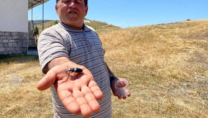 Sivas'ta 557 Bin TL Cezalı Böcek Alarmı: Ölüm Tehdidi!