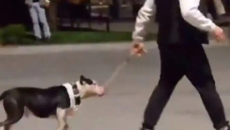 Ağızlıksız Pitbull, Başka Köpeklerin Üzerine Salındı: Sahibi Cezalandırıldı!