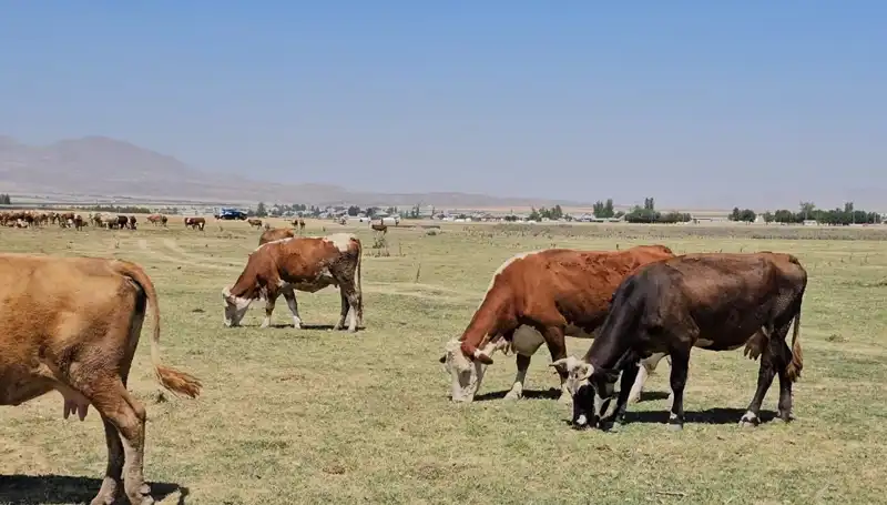 Arin Gölü'nün Kuruması: Su Krizine Çözüm Arayışları Devam Ediyor
