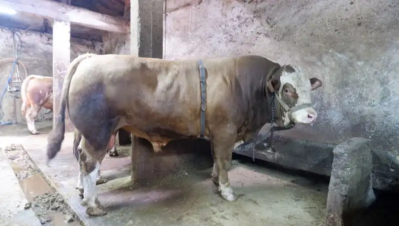 1 Ton 200 Kilo Ürün Alıcısını Buldu: Fiyatı Şaşırtan Rakamlarla Belirlendi!