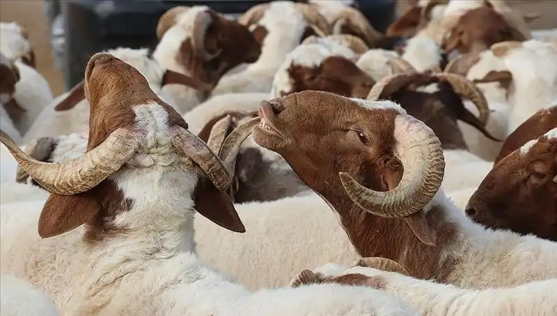 Akika Kurbanı Nedir ve Günümüzde Yenmesi Caiz Mı?