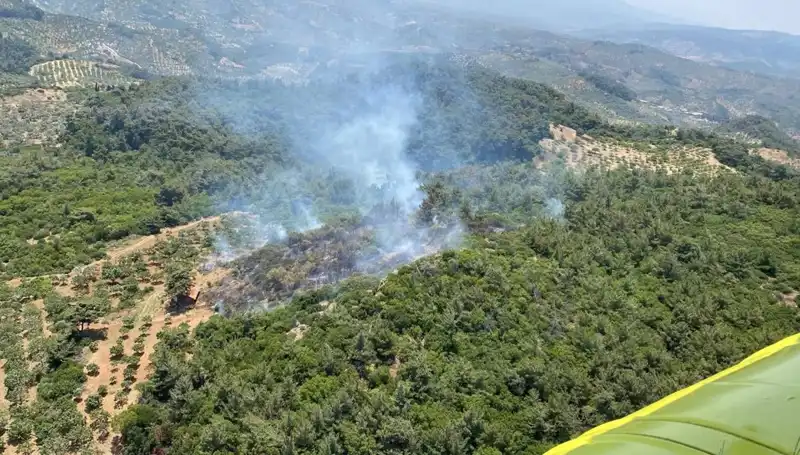 Aydın'da Korkutan Orman Yangını: Ekipler Seferber Oldu