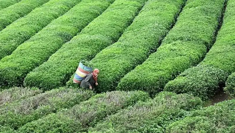 Bayramda ÇAYKUR'dan Taze Yaş Çay Alımı: Ailelerin Mutluluğu İçin!