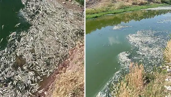 Karasu Çayı'nda Gizemli Balık Ölümleri: Sırrı Ne?