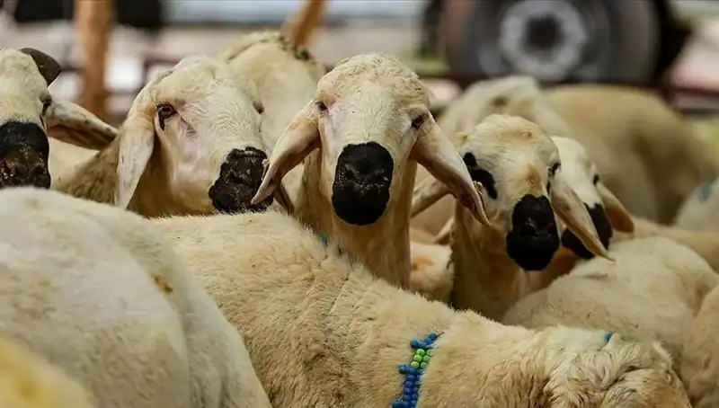 Kurban Bayramı 2025’te Kurban Kesmek Farz mı? İhtiyaçlarınıza Cevap Bulun