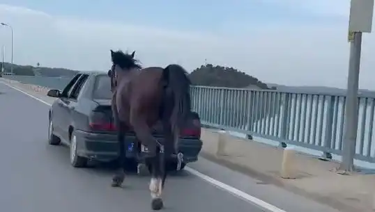 Adana’da Atlara Eziyet Eden 3 Kişi Yakalandı!