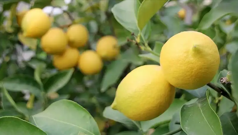 Limonun Fiyatı Uçtu, Adedi 24 Lira Olunca Vatandaş Ne Yapacak?