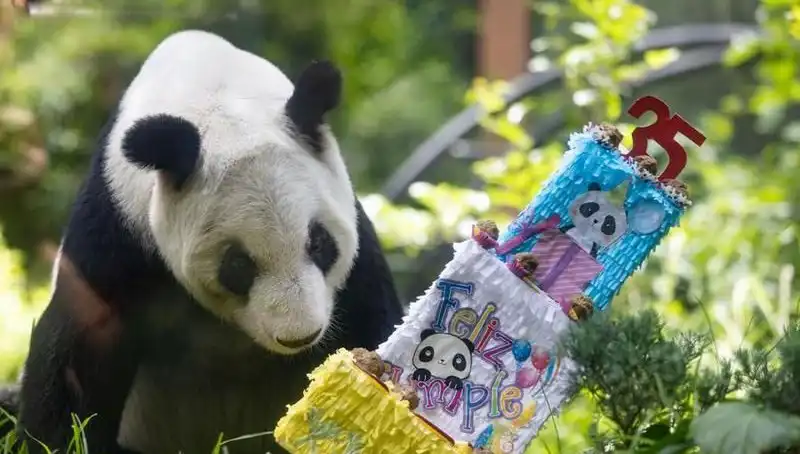 35 Yaşına Basan Dev Panda Xin Xin'in Kutlu Doğum Günü Coşkusu
