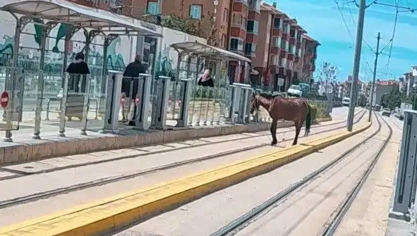 Eskişehir’de Tramvay Raylarında Gezinen Başboş At Şaşkınlığı Yarattı